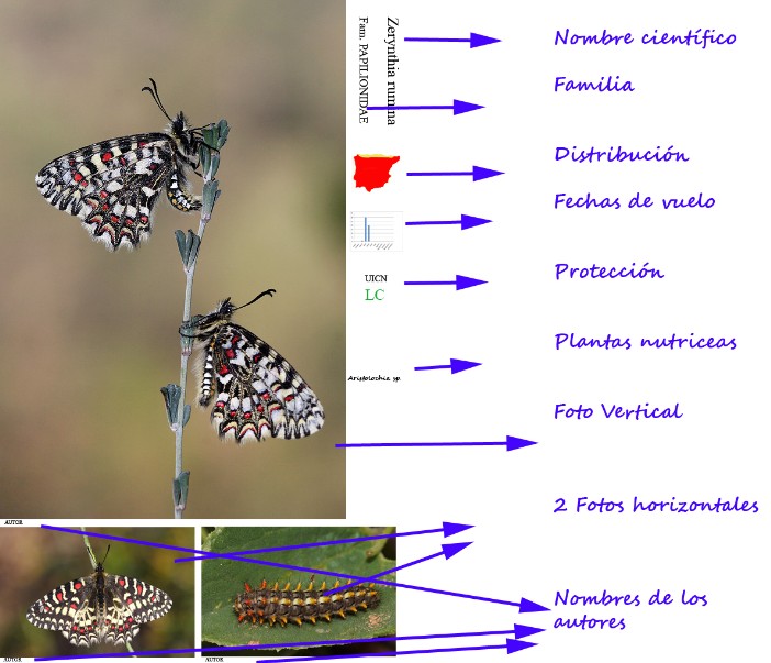 Ficha tipo de Mariposas por la Vida